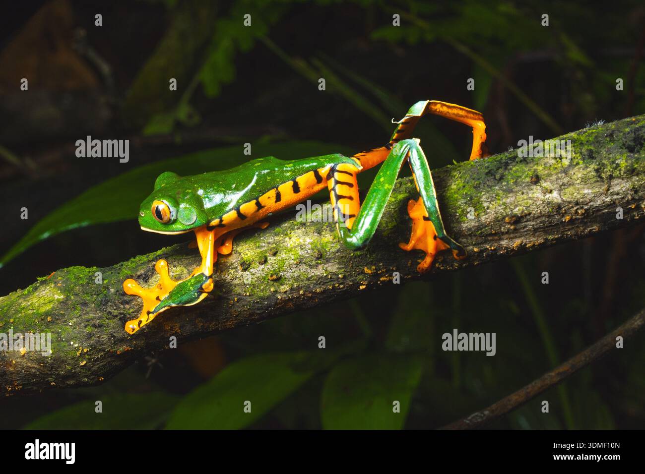 Tigerfrosch (Cruziohyla silviae), Sarapiqui, Karibikküste, Costa Rica Stockfoto