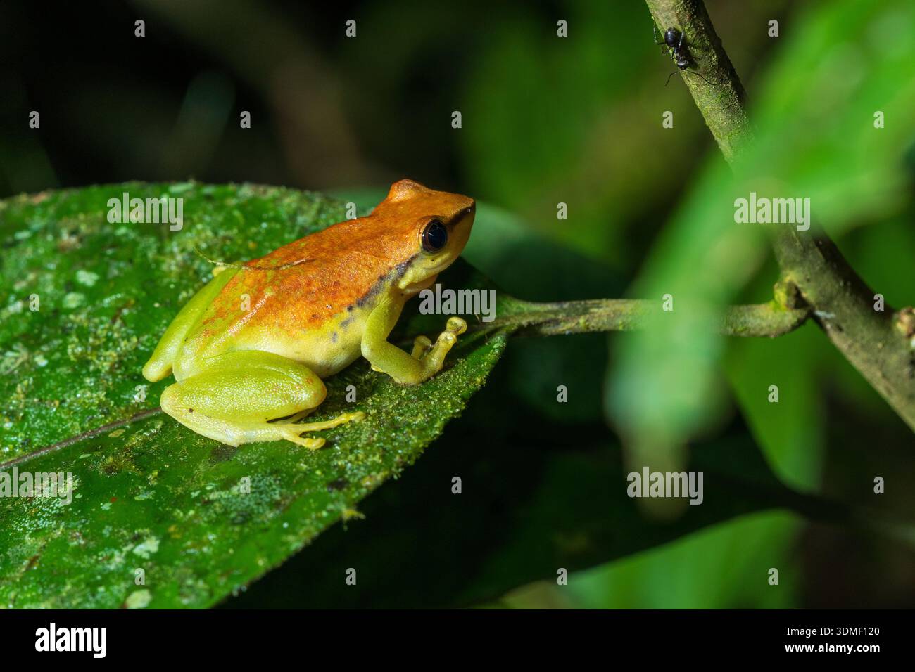 Frosch (Dendropsophus) auf Blatt, Ecuador Stockfoto