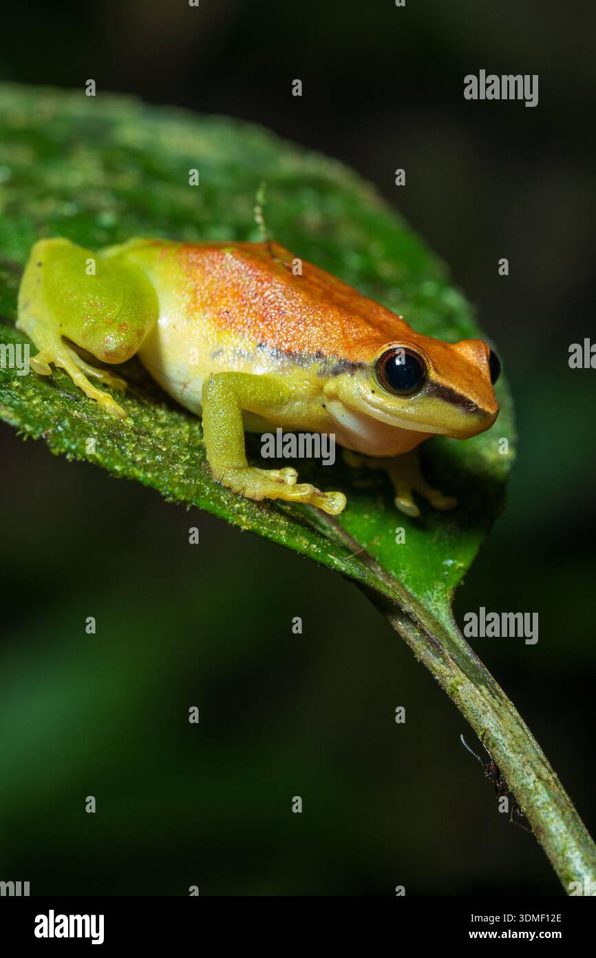 Frosch (Dendropsophus) auf Blatt, Ecuador Stockfoto