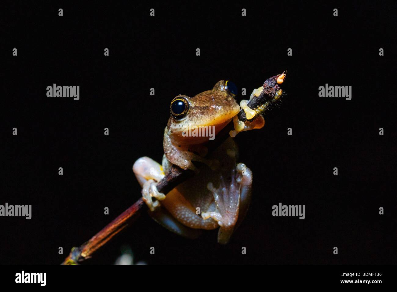 Regenfrosch (Pristimantis) auf Ast, Ecuador Stockfoto