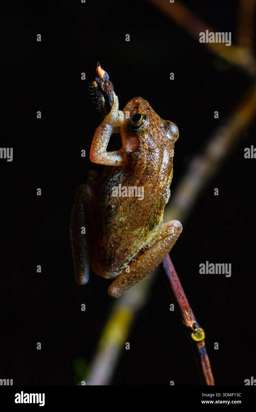 Regenfrosch (Pristimantis) auf Ast, Ecuador Stockfoto