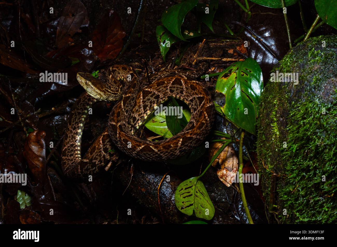 Fer-de-Lance (Bothrops Asper), Karibikküste, Costa Rica Stockfoto