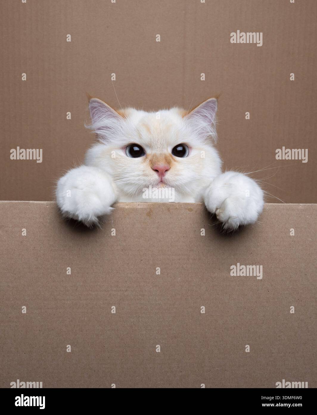 Flauschige weiße neva Maskerade Katze, die hinter Pappe mit Kopierraum hinausschaut Stockfoto