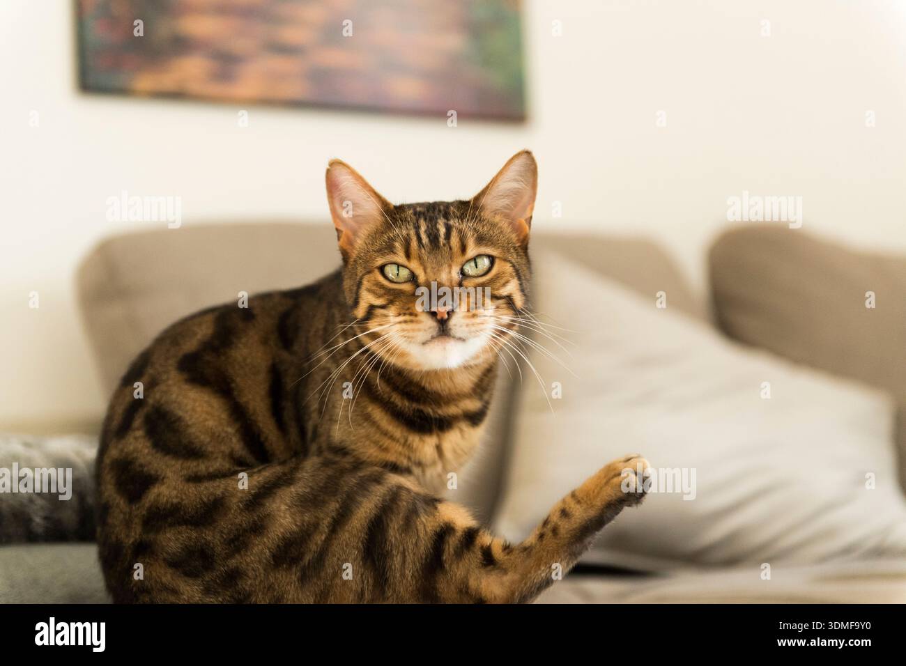 Bengalkatze in ihrem Haus auf dem Sofa Stockfoto