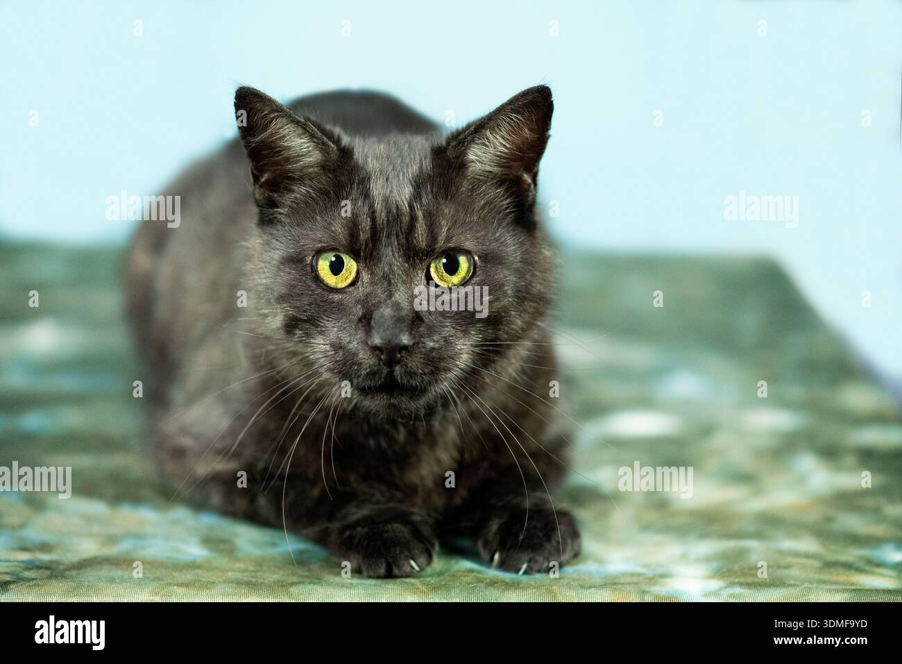 Porträt einer liegenden schwarzen Katze Stockfoto
