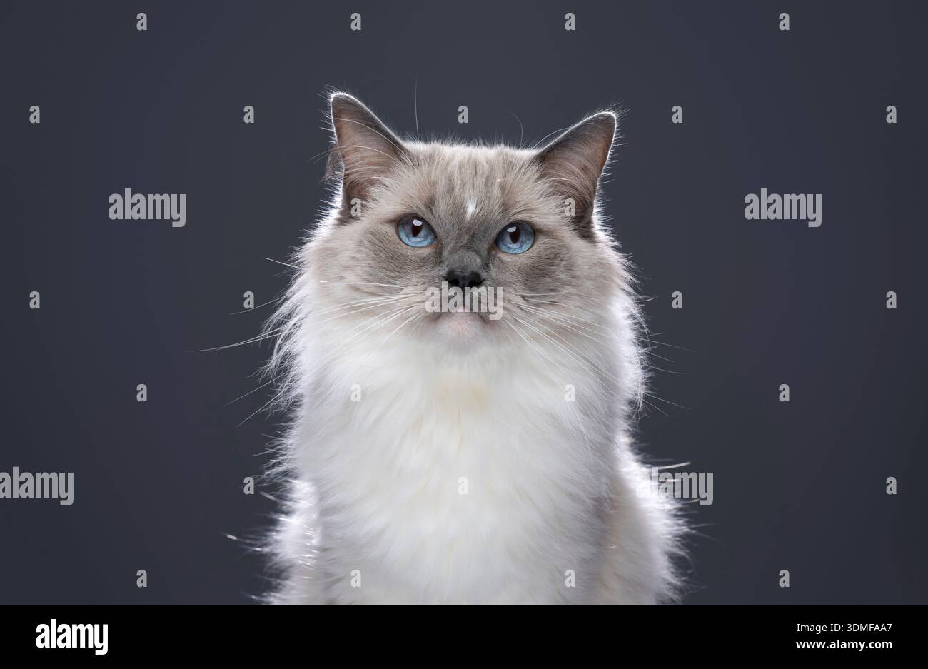 Die flauschige, blauäugige neva-Maskerade-Katze blickt auf die Kamera auf neutralem Hintergrund mit Kopierraum Stockfoto