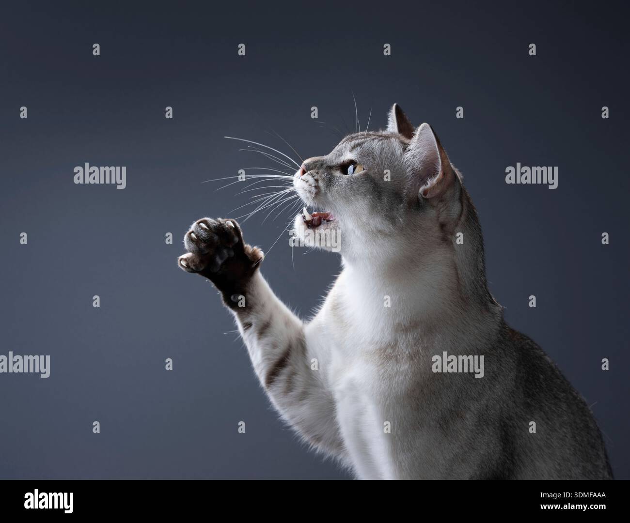 Eine silbergraue burmesische Katze wird in dynamischer Pose gefangen genommen. Die Katze blickt mit geöffnetem Mund in einem Zischen oder Miauen nach oben, während ihre Vorderpfote mit vollständig ausgestreckten Klauen angehoben wird Stockfoto