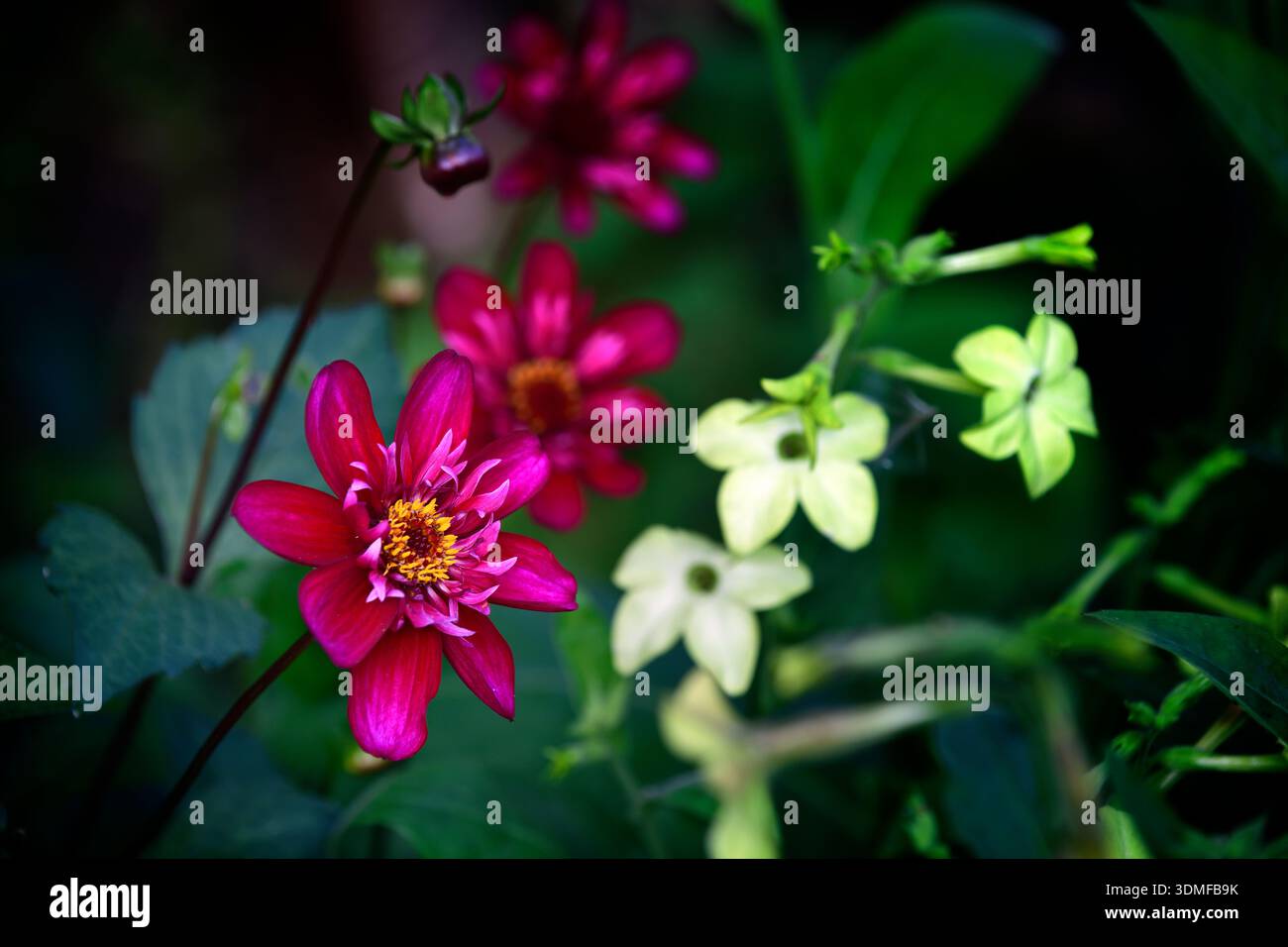 dahlia Hootenanny Schwan Island, Nicotiana alata Lime Green, Tabakpflanze, Dahlien und nicotiana Blumen, Blumen, Blume, gemischte Borten, gemischte Betten, gemischte Planti Stockfoto