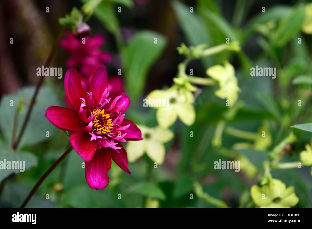dahlia Hootenanny Schwan Island, Nicotiana alata Lime Green, Tabakpflanze, Dahlien und nicotiana Blumen, Blumen, Blume, gemischte Borten, gemischte Betten, gemischte Planti Stockfoto