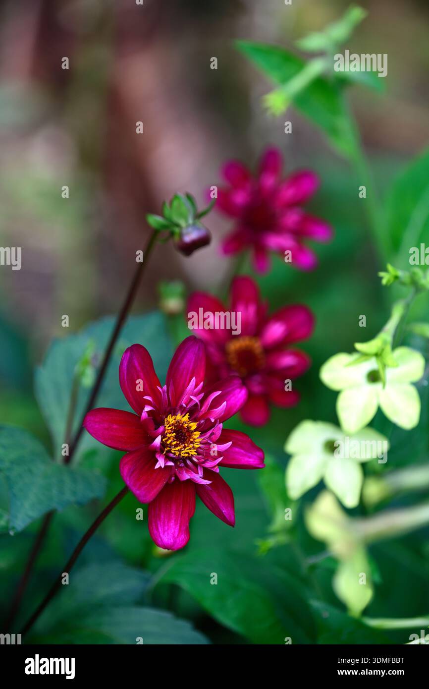dahlia Hootenanny Schwan Island, Nicotiana alata Lime Green, Tabakpflanze, Dahlien und nicotiana Blumen, Blumen, Blume, gemischte Borten, gemischte Betten, gemischte Planti Stockfoto