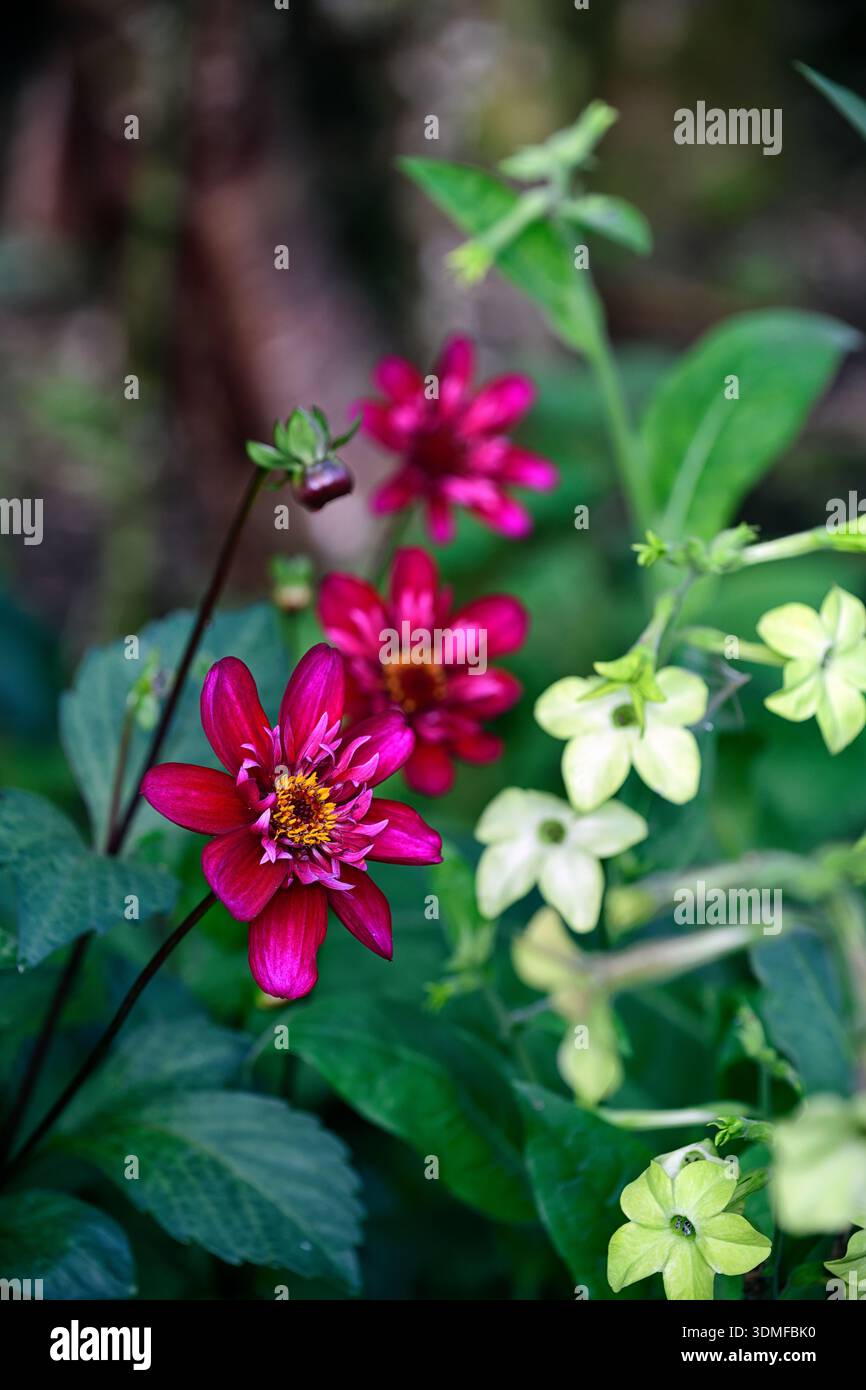 dahlia Hootenanny Schwan Island, Nicotiana alata Lime Green, Tabakpflanze, Dahlien und nicotiana Blumen, Blumen, Blume, gemischte Borten, gemischte Betten, gemischte Planti Stockfoto