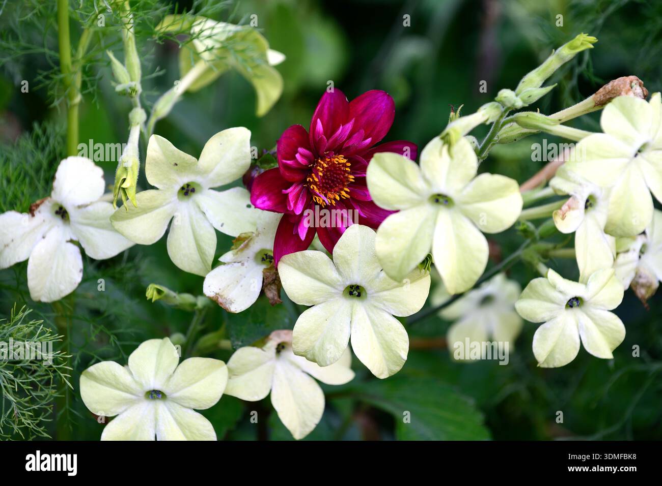 dahlia Hootenanny Schwan Island, Nicotiana alata Lime Green, Tabakpflanze, Dahlien und nicotiana Blumen, Blumen, Blume, gemischte Borten, gemischte Betten, gemischte Planti Stockfoto