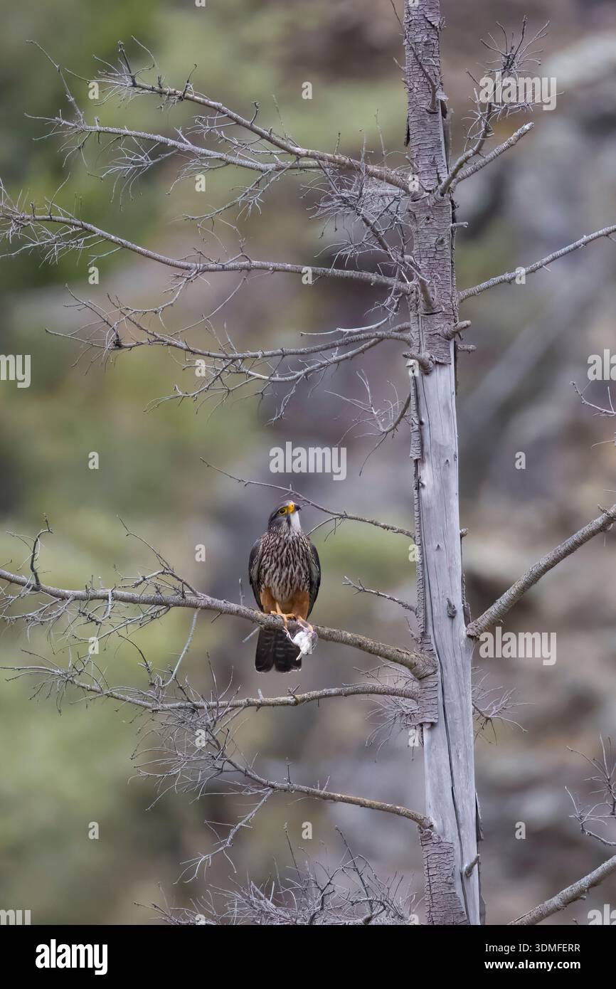 Neuseeländischer Falke in einem Baum mit Beute auf der Südinsel Stockfoto