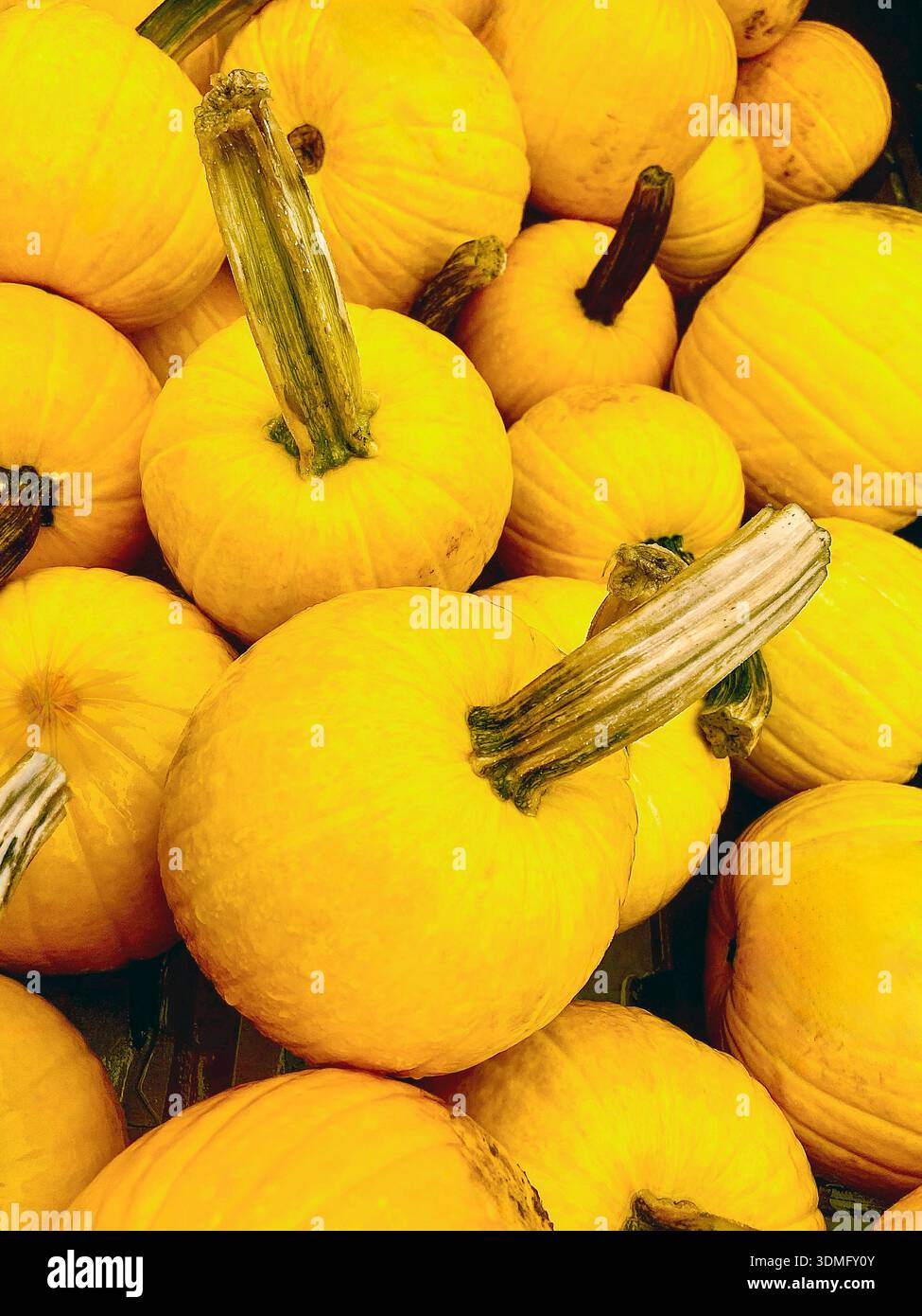 Mellow Yellow FI Hybrid gelbe Kürbisse Stockfoto