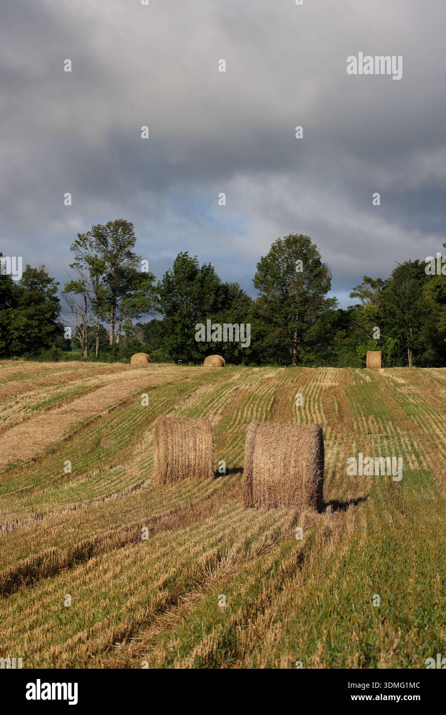 Runde Strohballen auf dem geernteten Weizenfeld unter dunklem Wintersturmhimmel Stockfoto