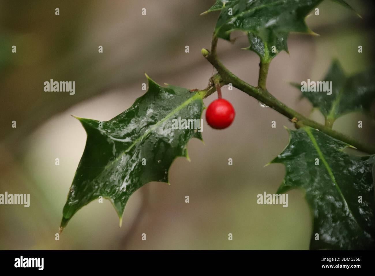 Einsame stechpalmenbeere zwischen Blättern mit Regentropfen im Winter, Stockfoto