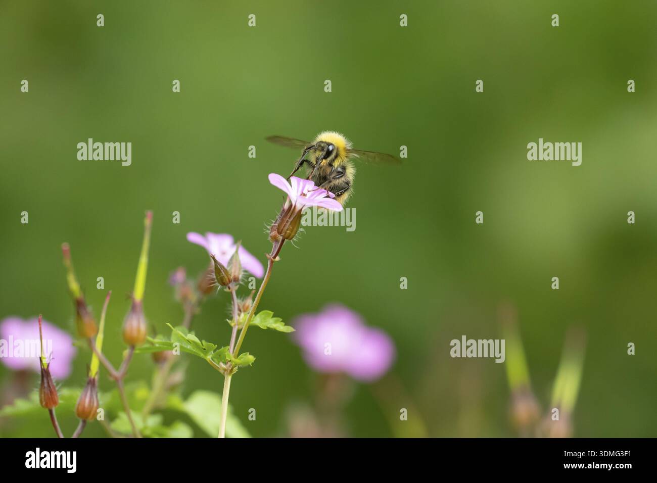 Frühe Hummel (Bombus pratorum) ausgewachsene Bieneninsekte Fütterung an einem Garten Herb robert Blume im Sommer, England, Vereinigtes Königreich Stockfoto