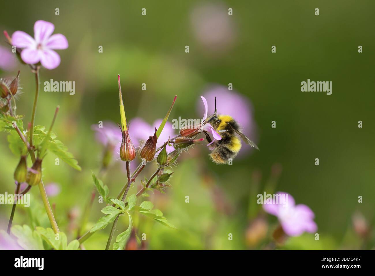 Frühe Hummel (Bombus pratorum) ausgewachsene Bieneninsekte Fütterung an einem Garten Herb robert Blume im Sommer, England, Vereinigtes Königreich Stockfoto