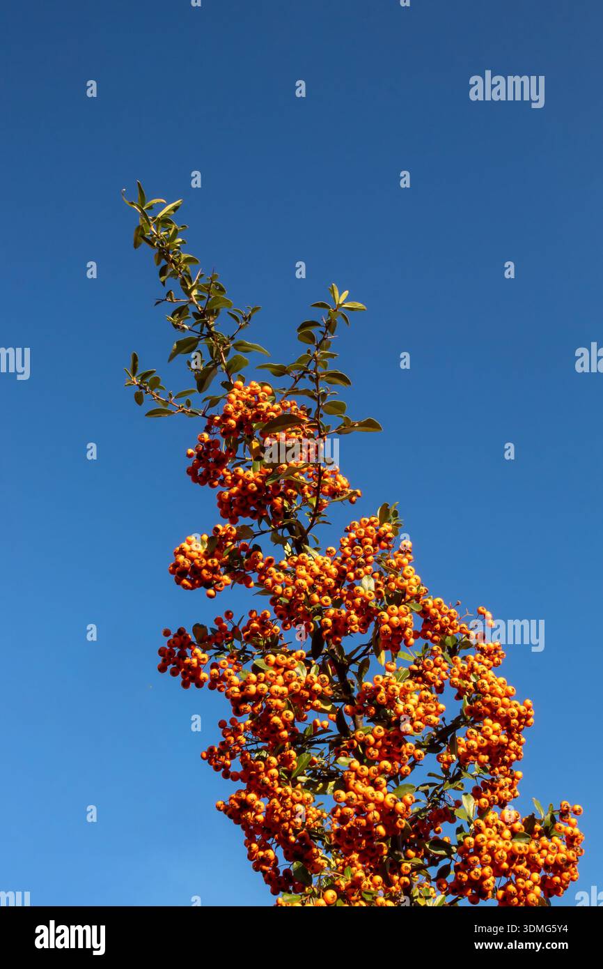 Pyracantha angustifolia firethorn im Freien, blauer Himmel im Hintergrund. Stockfoto
