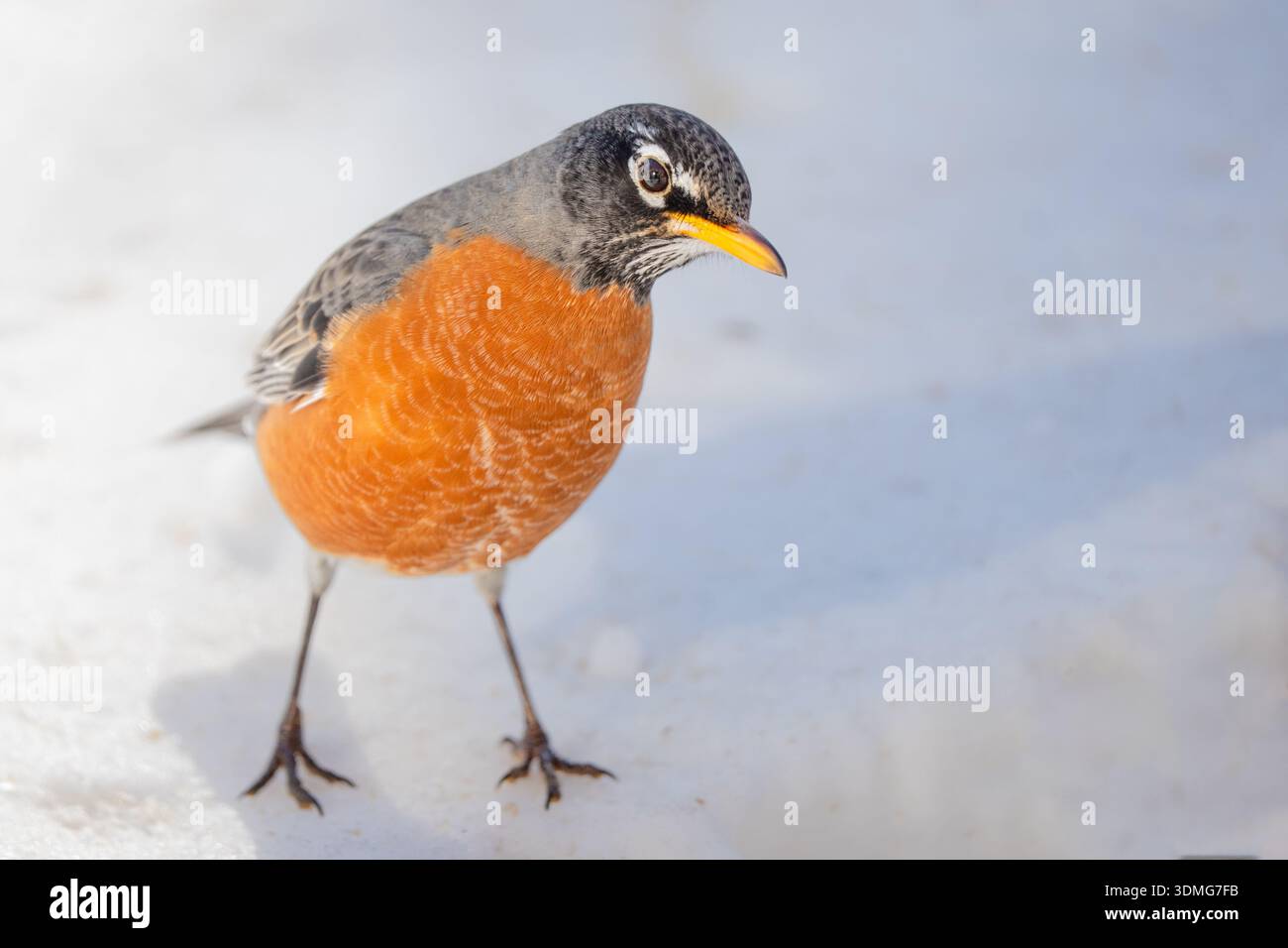 Amerikanischer Robin (Turdus migratorius), der im Schnee unter einem Vogelfutter im Hinterhof nach Nahrung sucht Stockfoto