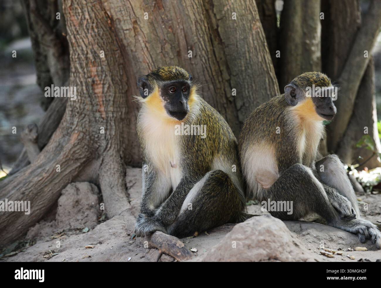 Grüne Affen ( Chlorocebus sabaeus ) im Bijilo Monkey Park, Serrekunda, Gambia. Stockfoto