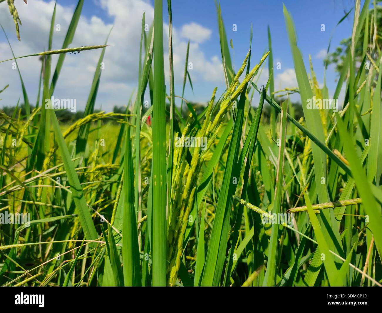 Das Bild zeigt eine Nahaufnahme von grünen Reisohren, die auf einem Reisfeld wachsen. Stockfoto
