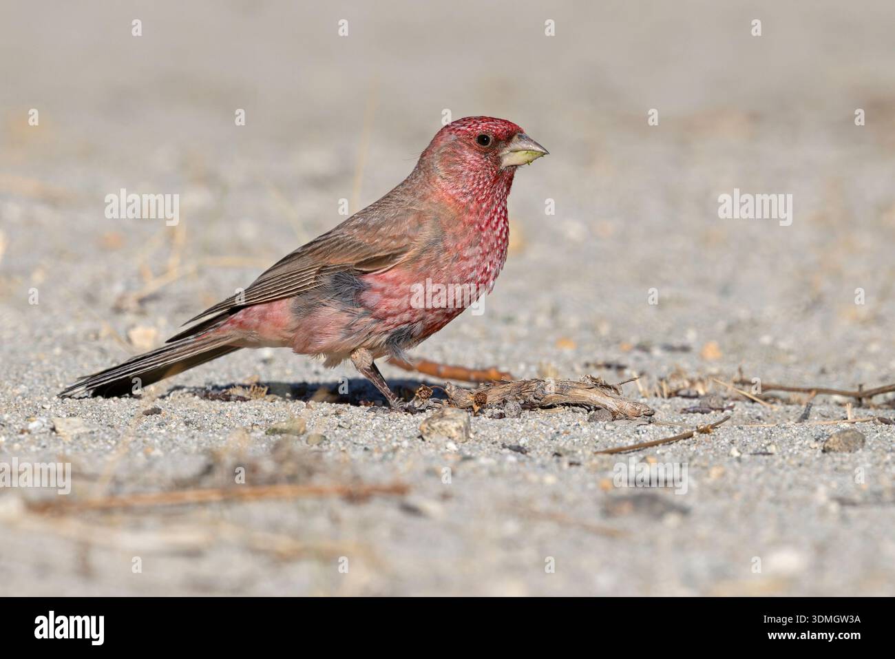 Great Rosefinch, Merak, Ladakh, Indien, Juli 2025 Stockfoto