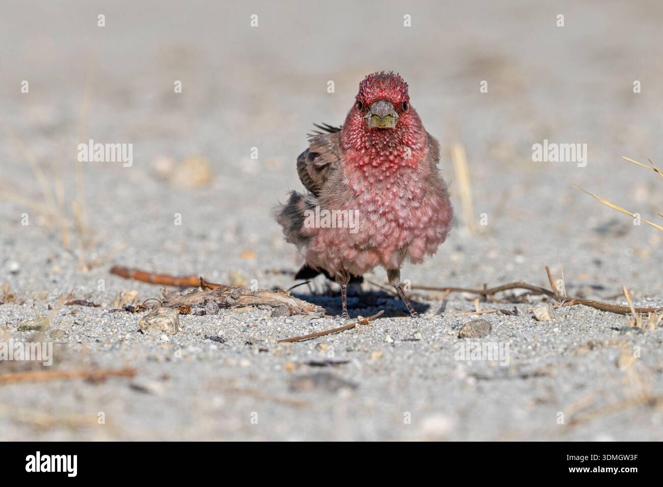 Great Rosefinch, Merak, Ladakh, Indien, Juli 2025 Stockfoto