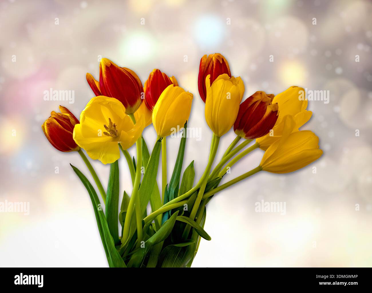 Gelbe und rote Tulpen mit verschwommenem Bokeh-Hintergrund Stockfoto