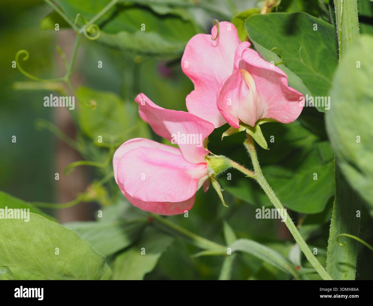 Rosafarbene Erbsenblüte gegen Blätter bei Sonnenschein Stockfoto