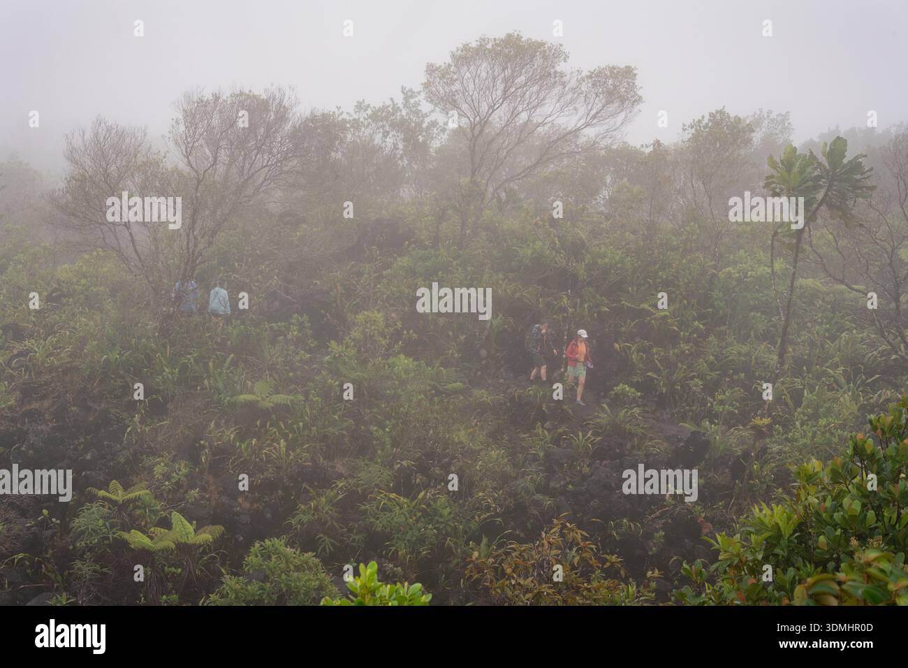 Regenwald, Vulkan Arenal Nationalpark, La Fortuna, Costa Rica Stockfoto