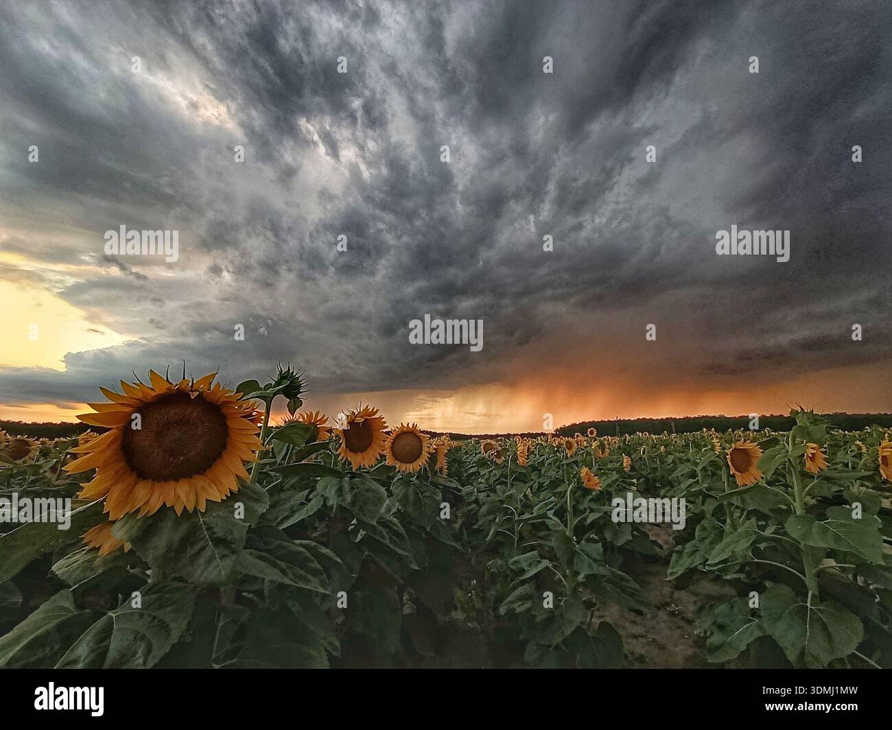 Sonnenblumen unter dramatischem Himmel, nach Regen Stockfoto