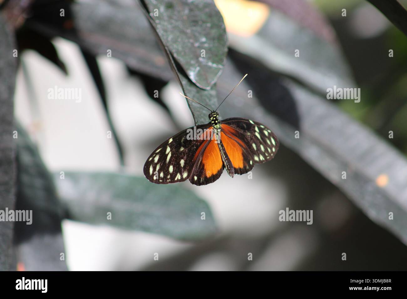 Orange und Schwarzer Schmetterling, der auf Blättern ruht Stockfoto