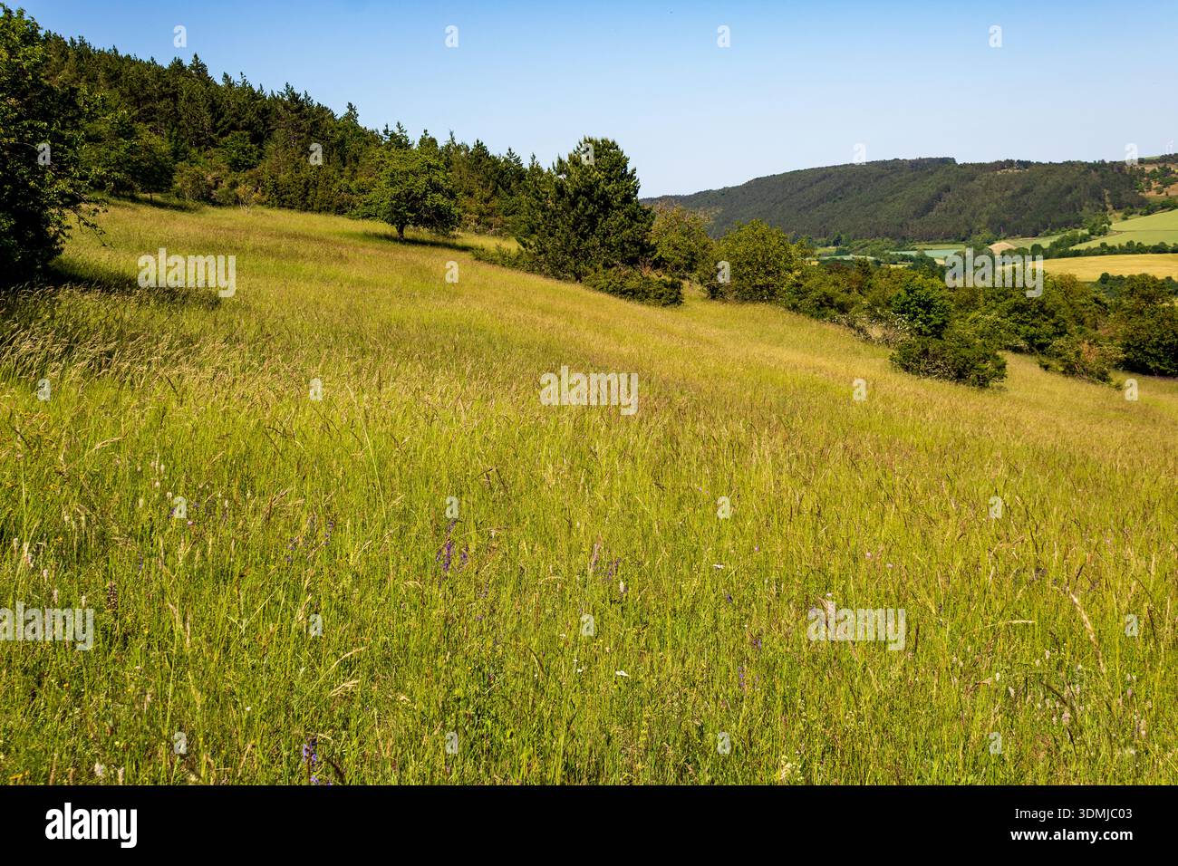 Artenreiche Bergswiese mit Mischgräsern und Wildpflanzen am Waldrand in ländlicher Landschaft, Süddeutschland Stockfoto