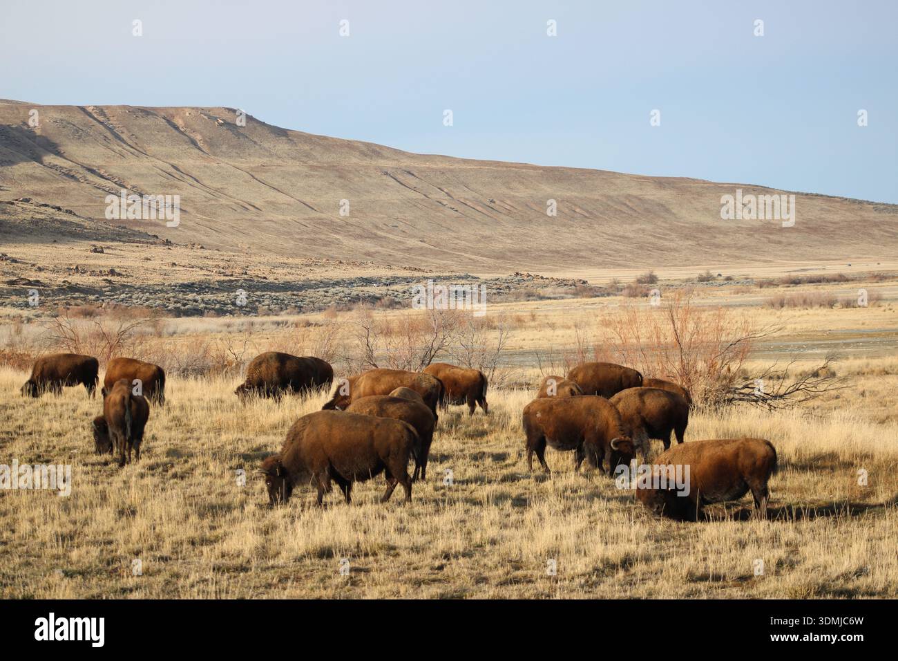 Bisonherde Weidet Durch Die Offene Prairie Landschaft Stockfoto