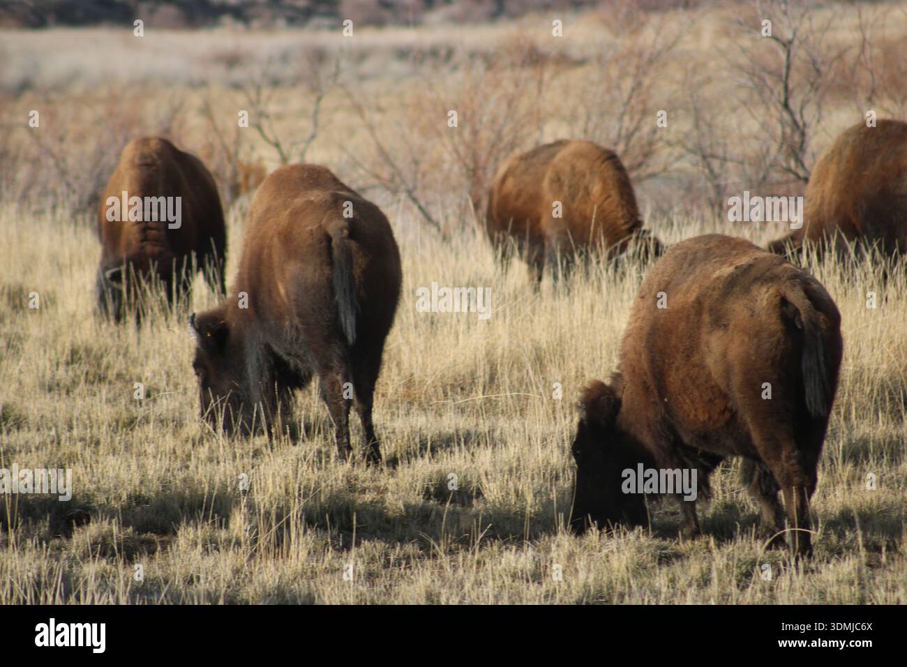 American Bison Weidet Über Prairie Grasland Stockfoto