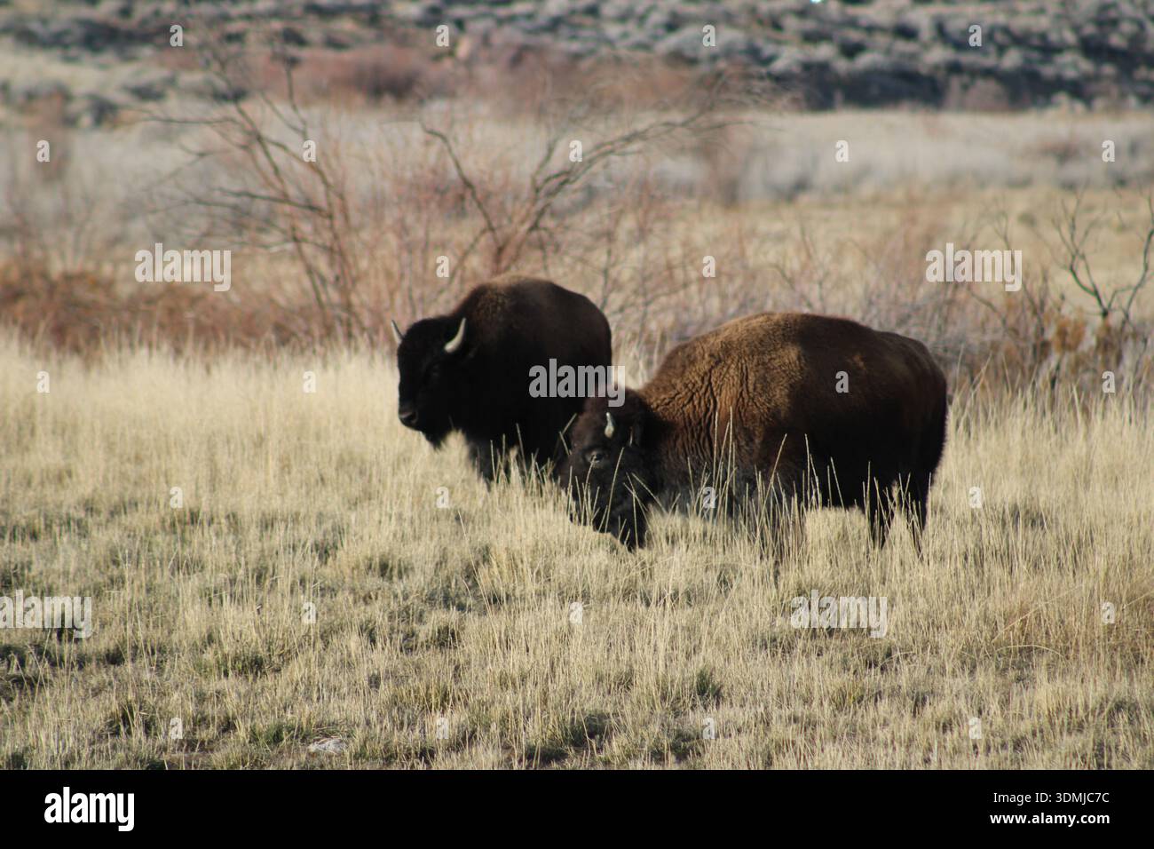 Gepaarte Plains Bison im Prairie Grass Stockfoto