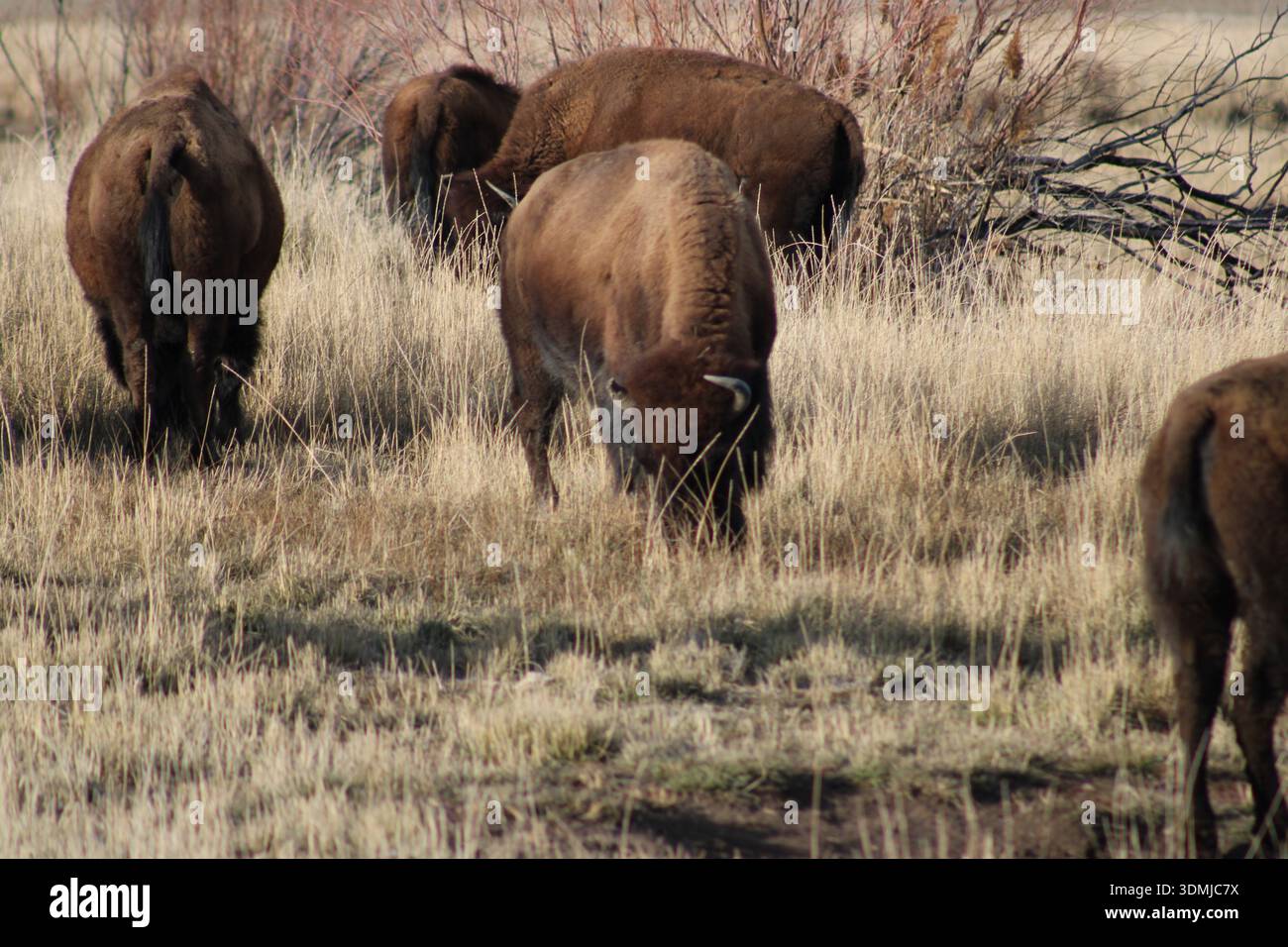 Bisonherde Weidet Über Prairie Grasland Stockfoto