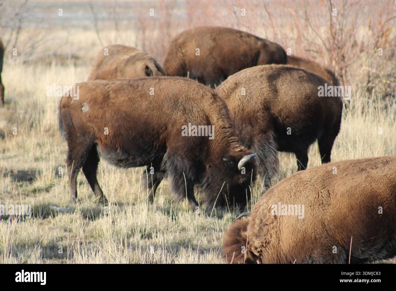 Bisonherde weidet auf offenem Grasland Stockfoto