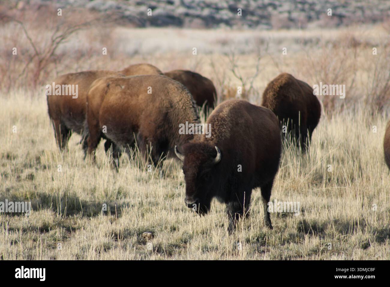 Die amerikanische Bison-Herde weidet im Prairie-Grass Stockfoto