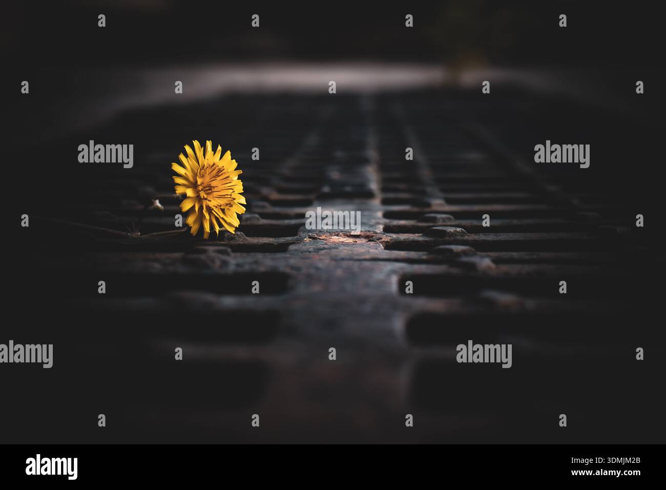 Gelbe Blume, die durch ein dunkles Metallgitter wächst. Das Konzept der Resilienz, Hoffnung und des Überlebens der Natur in einem städtischen Umfeld. Stockfoto