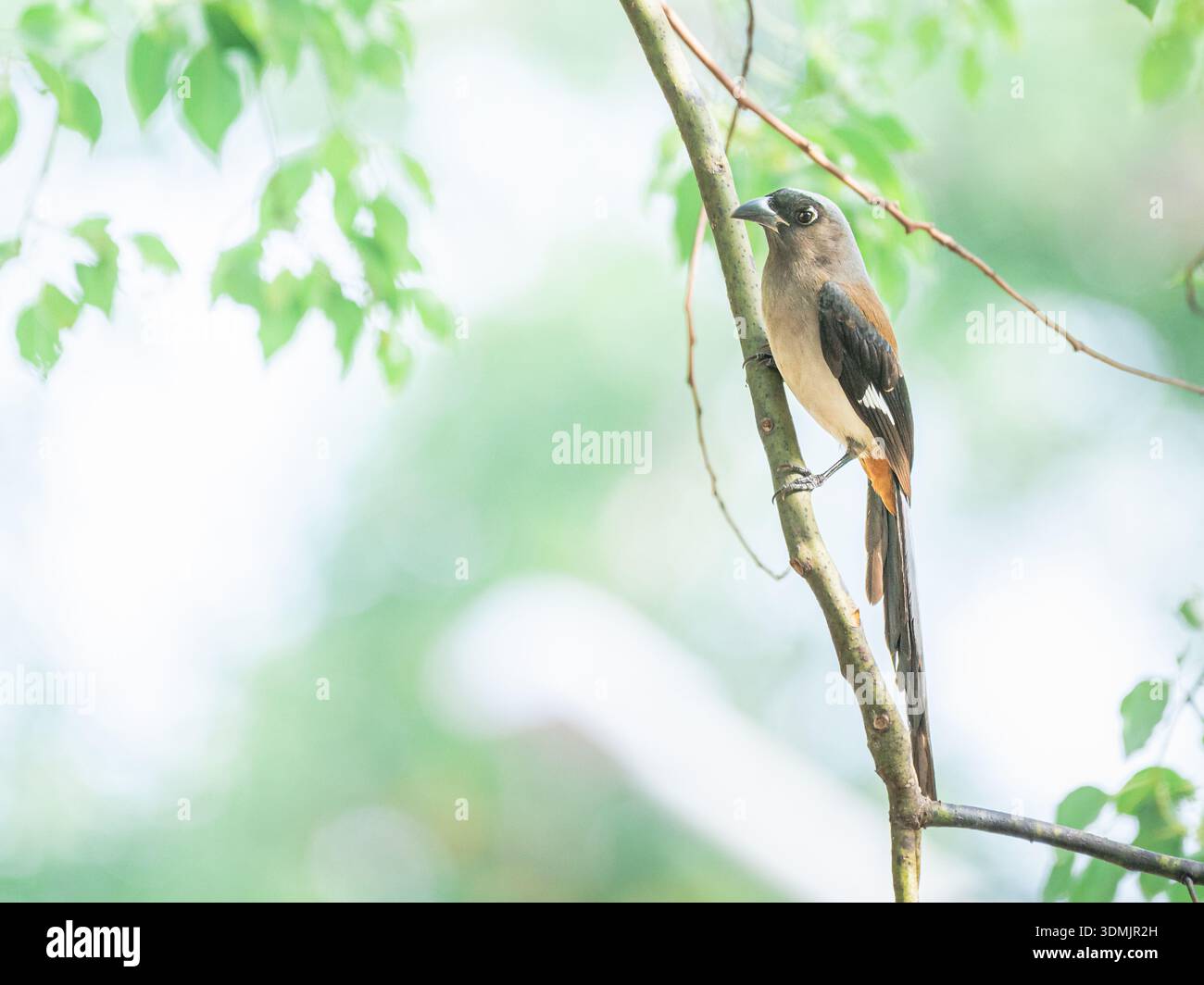 Markante graue Baumwipfel: Langer Schwanz, Holzkohlegefieder und milder Blick. Ein friedliches, elegantes Motiv für Natur-inspirierte Kunst. Stockfoto