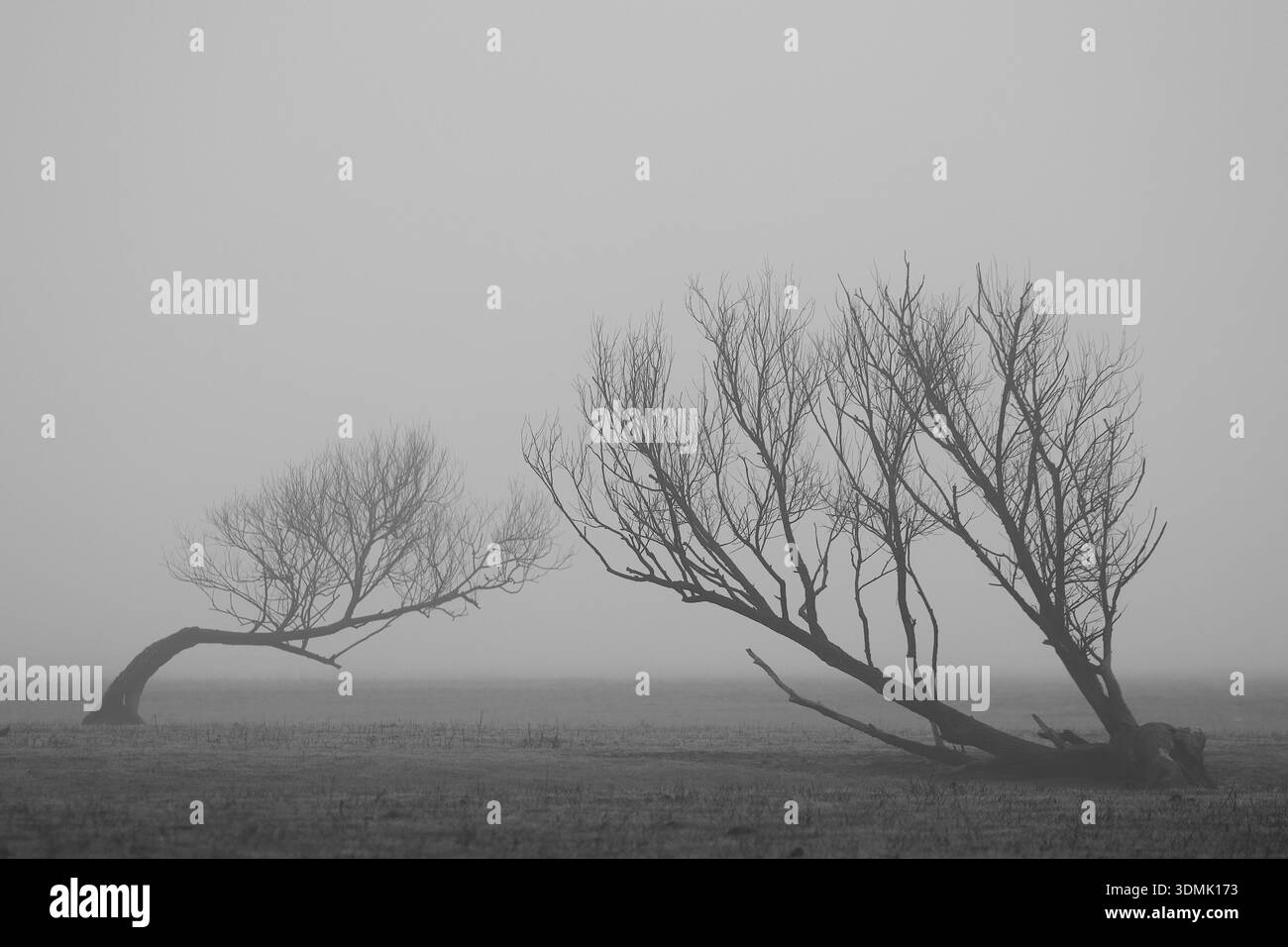 Zwei Bäume am nebeligen Tag Stockfoto