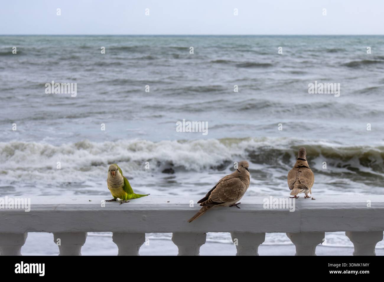 Cotorra y palomas en una barandilla en primer plano y las olas del mar de fondo con enfoque selectivo. Costa de sol, España Stockfoto