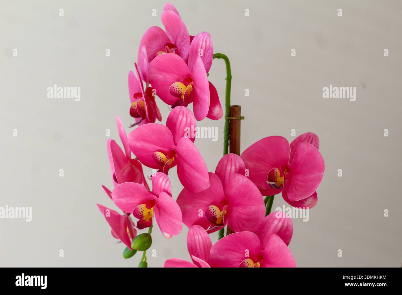 Nahaufnahme einer leuchtenden rosafarbenen Orchidee, die drinnen auf einem sanften neutralen Hintergrund blüht und perfekt für moderne Dekor-, Wellness- und Lifestyle-Themen geeignet ist. Stockfoto