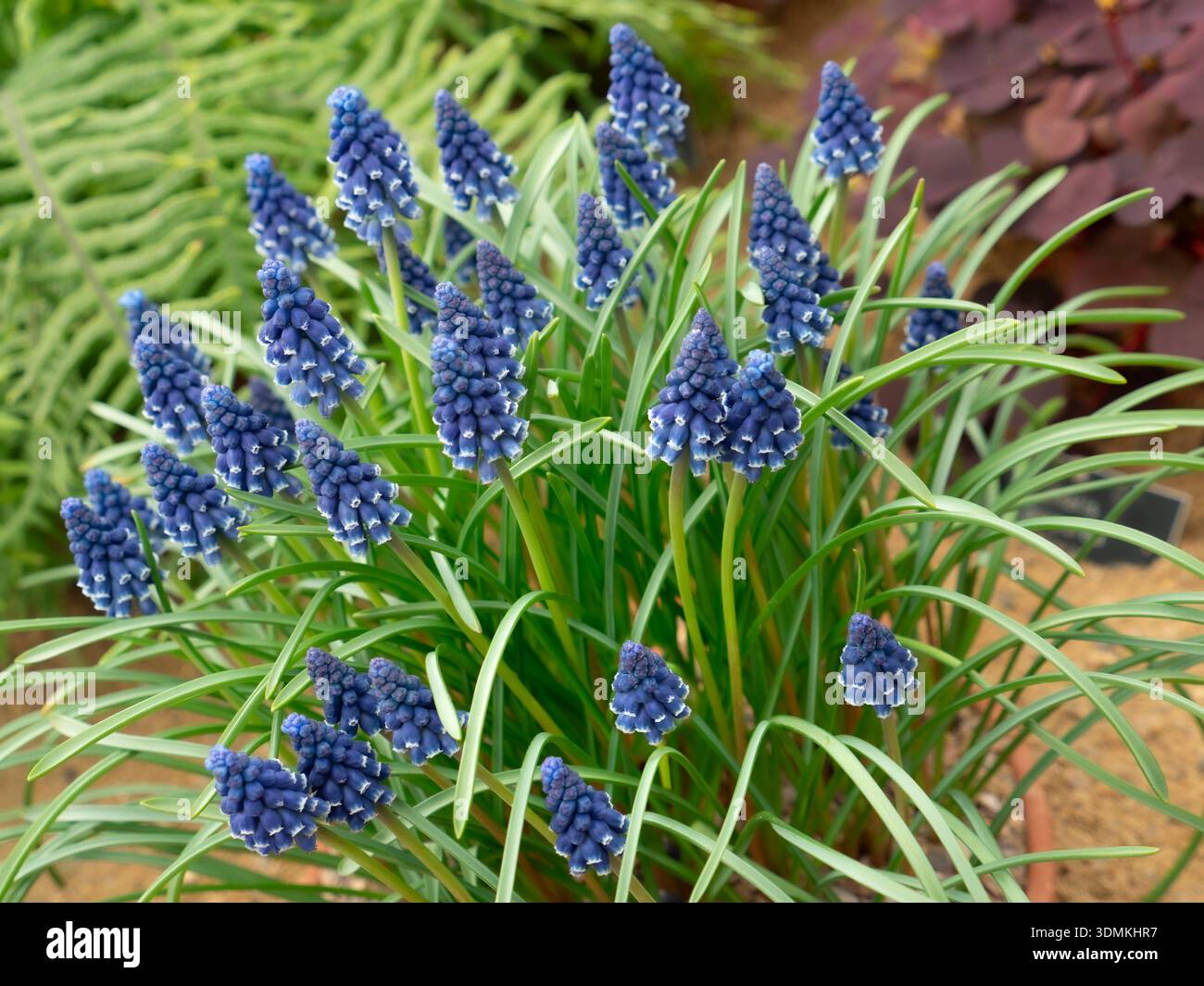 MUSCARI neglectum im Schaugewächshaus gemeine Traubenhyazinthe Stockfoto