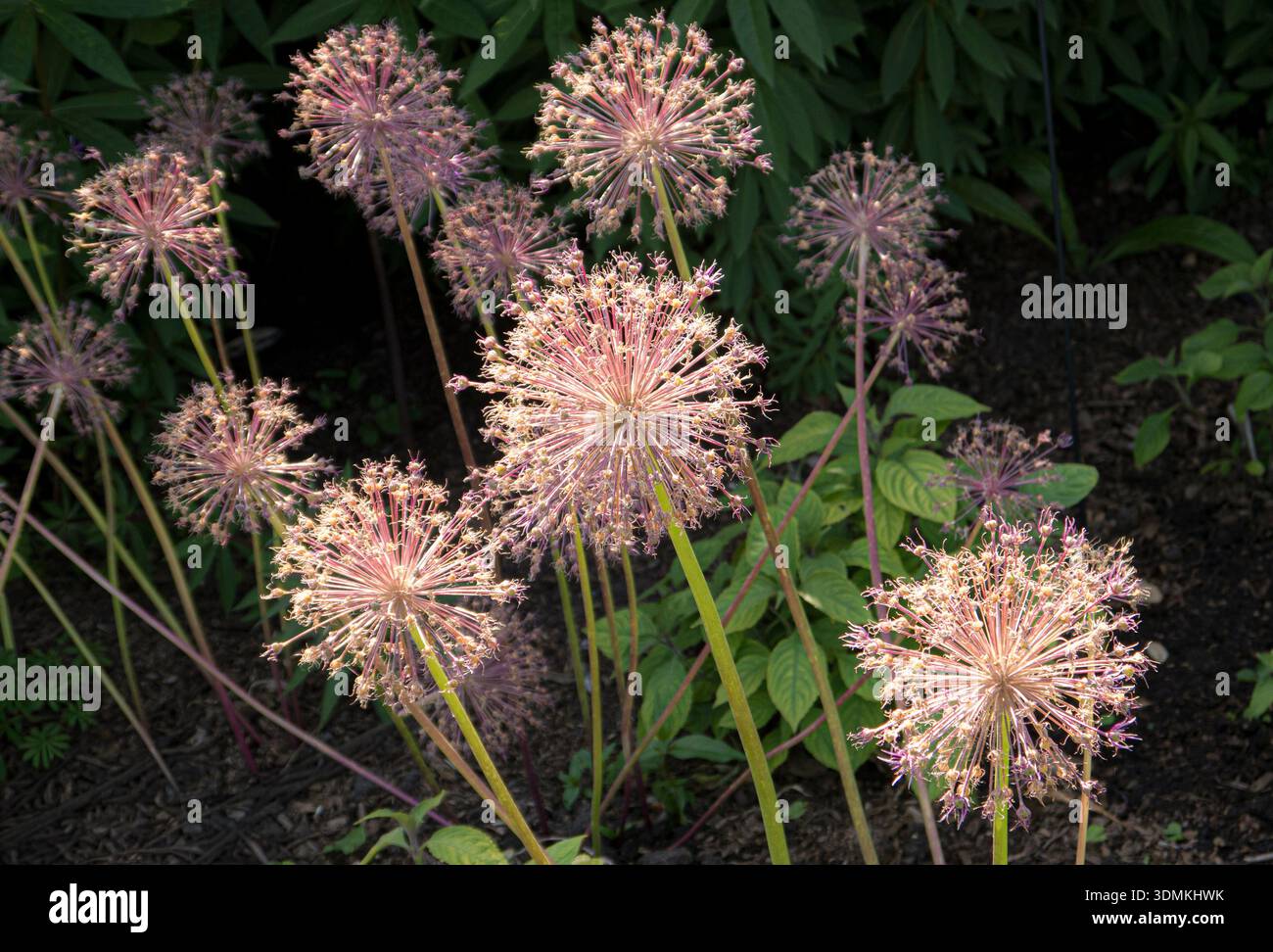 ALLIUM ALLIUMS attraktive Samenköpfe in hinterleuchteter Sonne in einem Gartengarten Surrey UK Stockfoto