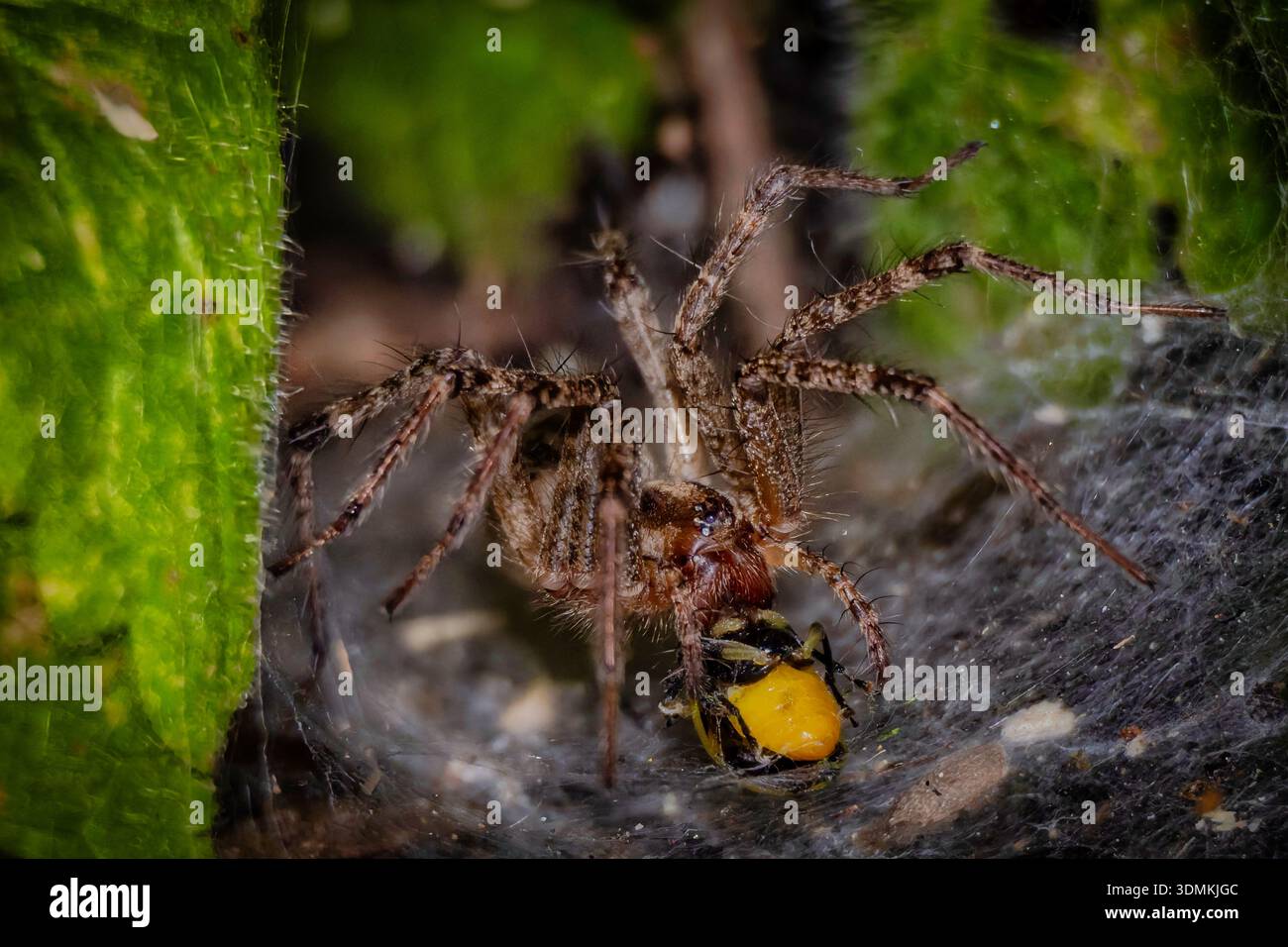 Trichterweberspinne mit gefangener Wespe im Netz, detailliertes Makro, das Raubtiere und natürliches Verhalten unter grünem Laub zeigt. Stockfoto
