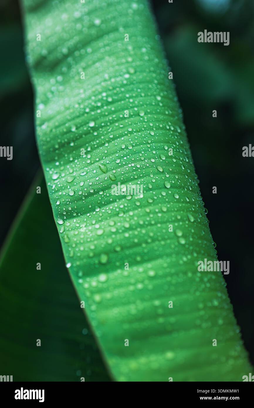 Wassertropfen auf Bananenblätter Stockfoto
