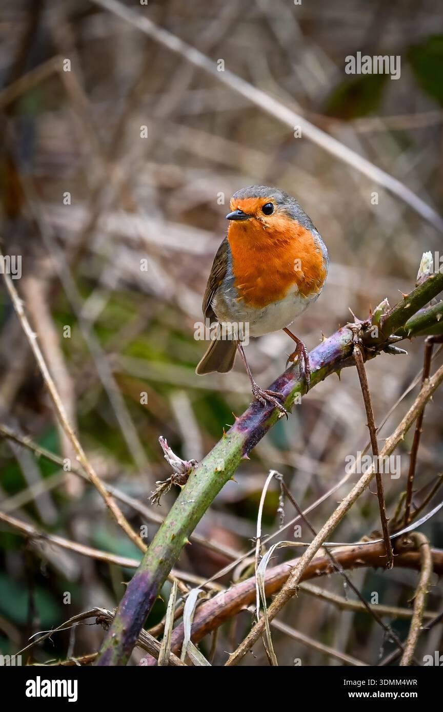 Ein einzelner Vogel robin sitzt auf einem Ast Stockfoto